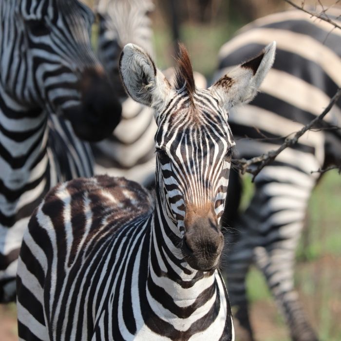 Zanzibar Beach & Safari Combo