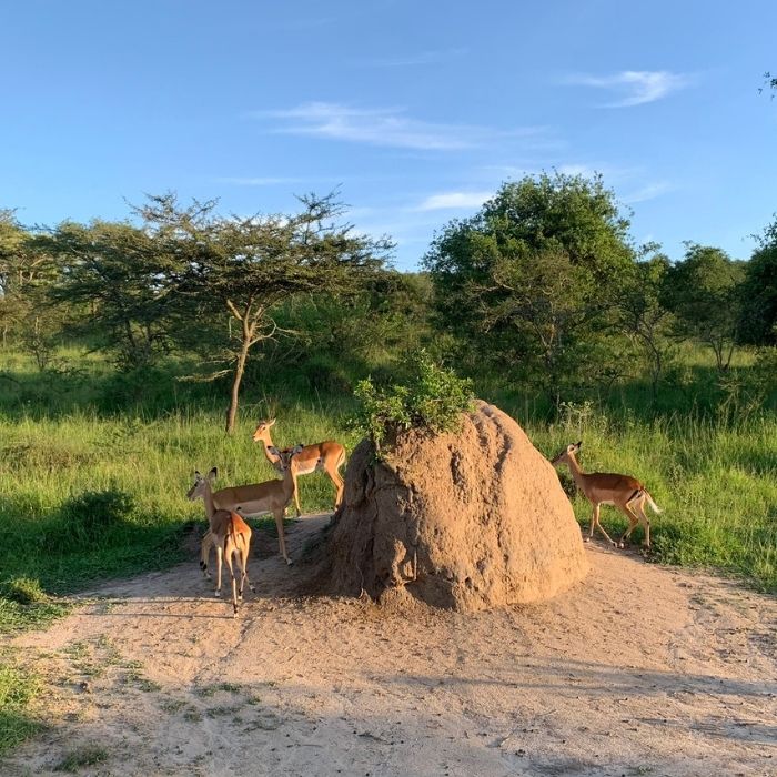 Tanzania Serengeti Safari